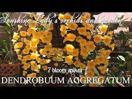 Attēlu rezultāti vaicājumam “Didymium aggregatum”