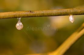 Attēlu rezultāti vaicājumam “Viscum album fruit”