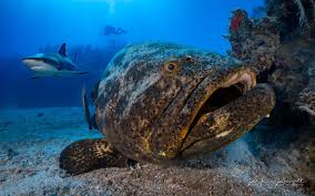 Image result for Epinephelus itajara