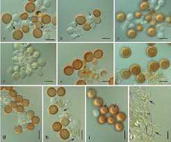 Attēlu rezultāti vaicājumam “Uromyces dactylidis”