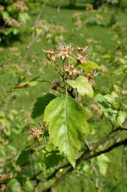 Attēlu rezultāti vaicājumam “Crataegus x macrocarpa”