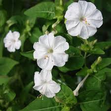 Image result for Mirabilis jalapa