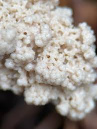 Attēlu rezultāti vaicājumam “Brefeldia maxima macro”