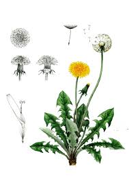 Image result for diente de leon