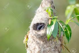 Attēlu rezultāti vaicājumam “Remiz pendulinus nest”