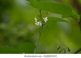 Attēlu rezultāti vaicājumam “Solanum nigrum flower”
