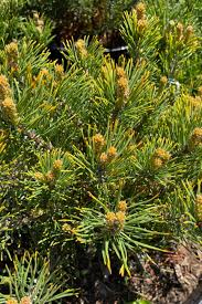 Attēlu rezultāti vaicājumam “Pinus mugo male flower”