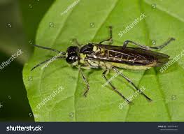 Attēlu rezultāti vaicājumam “Rhogogaster viridis”