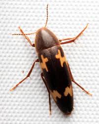 Attēlu rezultāti vaicājumam “Melandryidae”