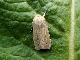 Attēlu rezultāti vaicājumam “Mythimna impura”