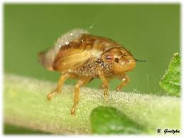 Attēlu rezultāti vaicājumam “Aphrophora salicina”