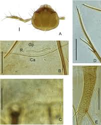 Attēlu rezultāti vaicājumam “Leiodidae larva”