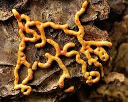 Attēlu rezultāti vaicājumam “Willkommlangea reticulata macro”