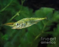 Attēlu rezultāti vaicājumam “Gasterosteus aculeatus”