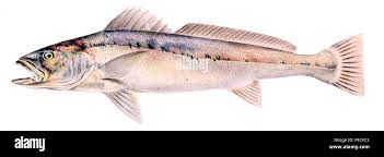 Image result for Argyrosomus coronus