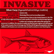 Image result for Hypophthalmichthys molitrix