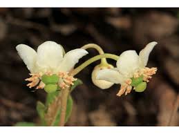 Attēlu rezultāti vaicājumam “Chimaphila umbellata bud”