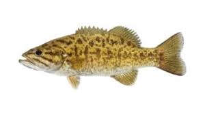 Image result for The Lancaster Fish