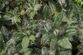 Attēlu rezultāti vaicājumam “Cirsium acaule leaf”