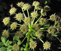 Attēlu rezultāti vaicājumam “Angelica palustris”