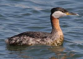 Attēlu rezultāti vaicājumam “Podiceps grisegena adult”