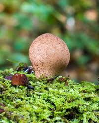 Attēlu rezultāti vaicājumam “Lycoperdon pyriforme young”
