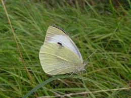 Attēlu rezultāti vaicājumam “Pieris brassicae”