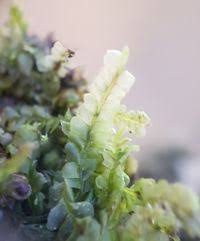 Attēlu rezultāti vaicājumam “Chiloscyphus pallescens”