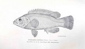 Image result for Tautogolabrus adspersus