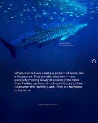 Image result for Rhincodon typus