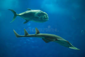 Image result for Rhynchobatus djiddensis