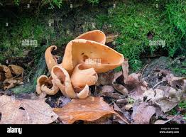 Attēlu rezultāti vaicājumam “Otidea onotica”