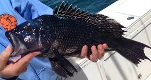 Image result for Centropristis striata