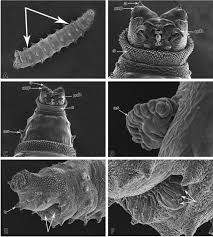 Attēlu rezultāti vaicājumam “Aphrophoridae imago”