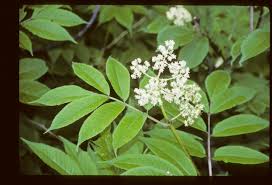 Attēlu rezultāti vaicājumam “Sambucus racemosa leaf”