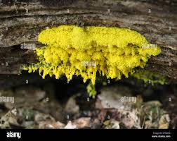 Attēlu rezultāti vaicājumam “Fuligo septica var. flava”