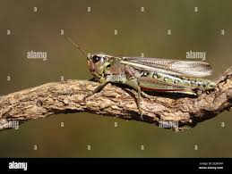 Attēlu rezultāti vaicājumam “Stethophyma grossum”