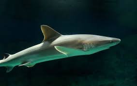 Image result for Carcharhinus acronotus