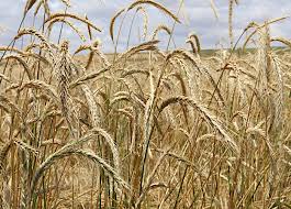 Image result for Secale cereale