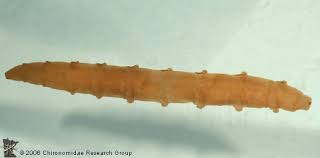 Attēlu rezultāti vaicājumam “Tabanidae”