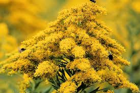 Attēlu rezultāti vaicājumam “Solidago canadensis flower”