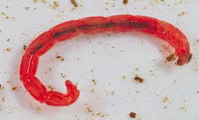 Attēlu rezultāti vaicājumam “Chironomidae larvae”