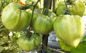 Afbeeldingsresultaat voor oranje van goeienbier tomato