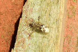 Attēlu rezultāti vaicājumam “Phytocoris longipennis”