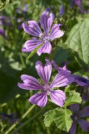 Image result for Malva sylvestris