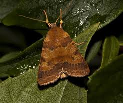 Attēlu rezultāti vaicājumam “Agrochola helvola imago”