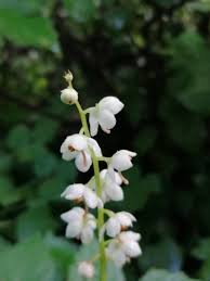 Attēlu rezultāti vaicājumam “Pyrola rotundifolia”