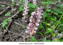 Attēlu rezultāti vaicājumam “Lathraea squamaria flower”