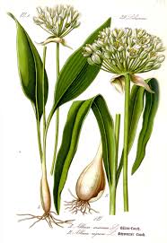 Attēlu rezultāti vaicājumam “Allium ursinum fruit”