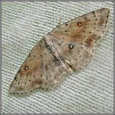 Attēlu rezultāti vaicājumam “Cyclophora albipunctata”